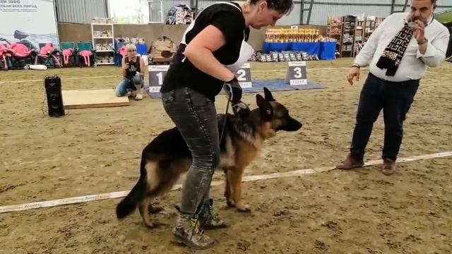 ПОДРОСТКИ КОБЕЛИ / КЧК НОВОРОССИЙСК 12 июня`26 G.Stibel Моно немецких овчарок