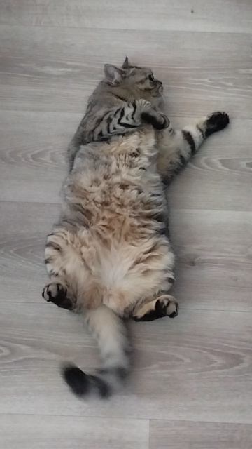 "КОШКИН ДВИЖ" На отдыхе) смотреть онлайн