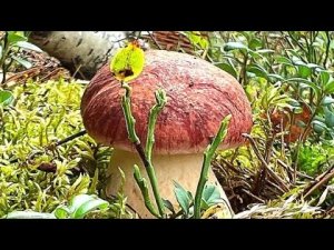 Сбор грибов. Грибная битва. Белый подосиновик запрещен. Гиганты Атака гадюки 1.10 #mushroom #porcine