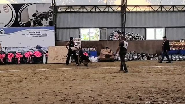 1 Отл. КЧК UVE v. Haus Licher +++ №9. НОВОРОССИЙСК 12 июня`26 Моно немецких овчарок