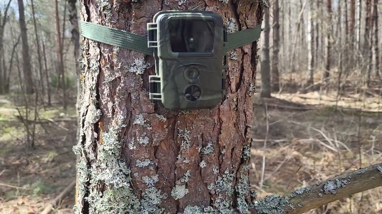Немного о фотоловушке МINI 600 #фотоловушка #MINI600