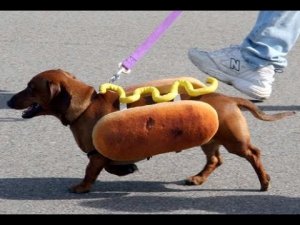 Изяруб: Hot Dog что значит