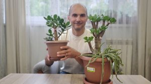 Проблемы восстановления крассул после обрезки, как решить?