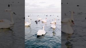 До последнего взмаха крыла. До последнего вздоха -рядом.