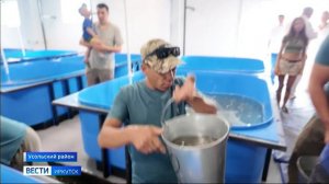 Свыше миллиона молодых особей хариуса выпустили в воды реки Белой