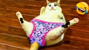 Приколы с котами! 😅😂🤣 Самые смешные