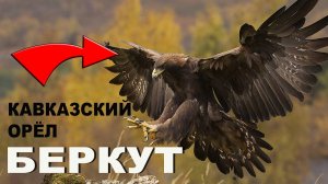 БЕРКУТ #Berkut