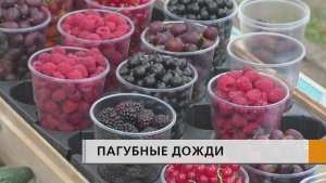 Часть урожая погибла из-за дождей. Ягоды сгнили