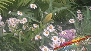 АРТЕМ  КАЧЕР**БЕЗУМНО СКУЧАЮ*«ПРИЯТНОГО ПРОСМОТРА. КРАСОТА😘💞. ТОЛЬКО ЛУЧШЕЕ ДЛЯ ВАС. ПОНЕДЕЛЬНИК.