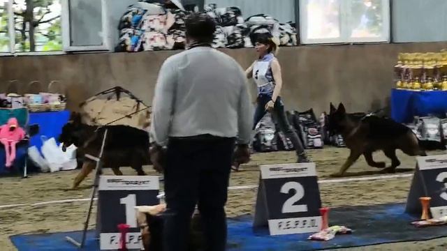 ЮНИОРЫ КОБЕЛИ / КЧК НОВОРОССИЙСК 12 июня`26 G.Stibel Моно немецких овчарок