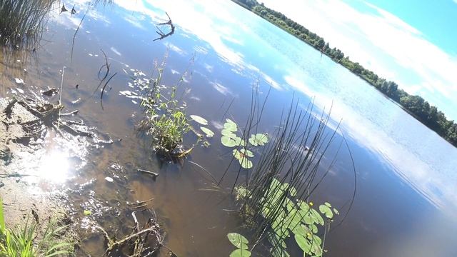 Рыбалка,за густерой и язем!