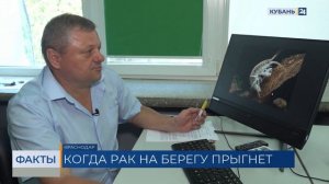 Эксперты рассказали, как защитить себя от «морских блох» на Азовском побережье
