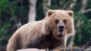 Медведь в Приморье шесть дней вскрывал улей диких пчел