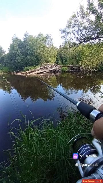 Щучки на кренк Megabass Griffon🎣