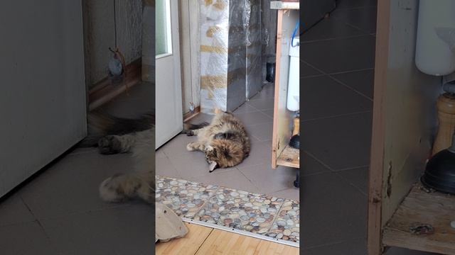 сакри 6.07.2026 смотреть онлайн