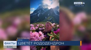 Рододендроны зацвели на склонах Красной Поляны