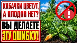 Никогда не делайте этого с кабачками в ИЮЛЕ! Из-за одной ошибки теряют весь урожай