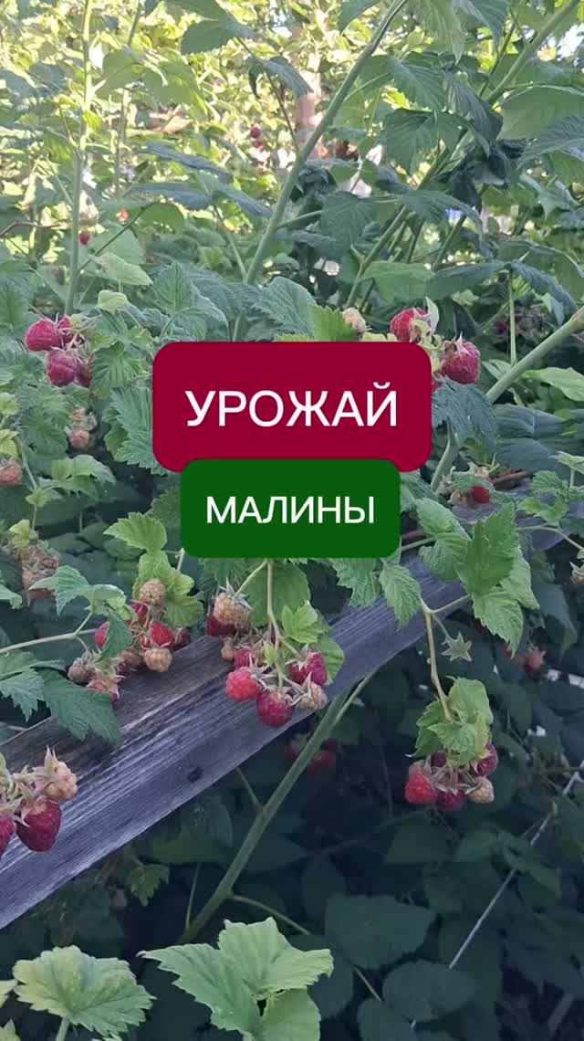 урожай малины