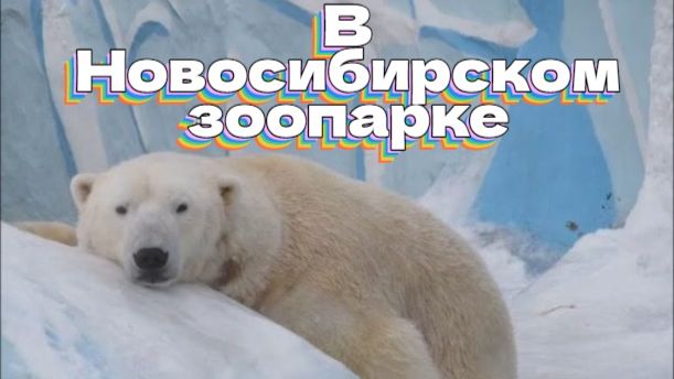 В гостях у лигра, медведя и ко.. Прогулка по Новосибирскому зоопарку