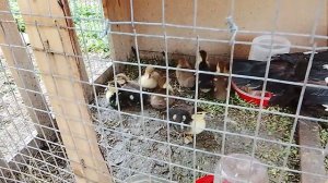 Индоутки  маленькие и  маленькие цыплята