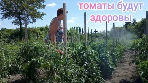 Профилактика фитофторы🍅