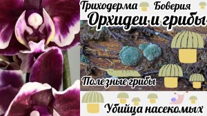 Триходерма, Боверия для орхидей! Пересадка орхидеи с использованием полезных почвенных грибов!