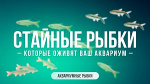 Стайные рыбки, которые оживят ваш аквариум