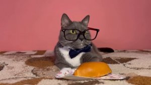 ЕСЛИ БЫ КОТИКИ ХОДИЛИ В ШКОЛУ - ЛУЧШИЕ НОВЫЕ СЕРИИ