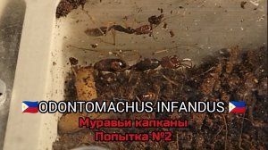 Муравьи Odontomachus infandus. Обзор🔥