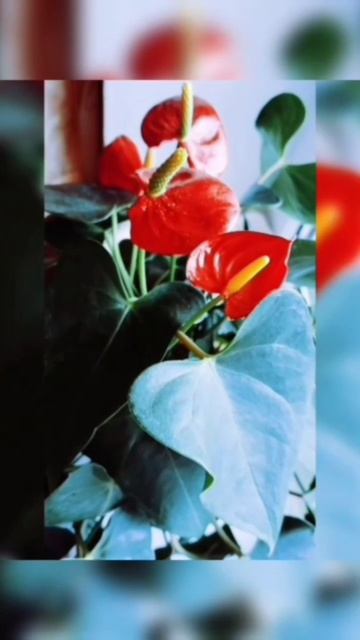 Антуриум Андрэ 🌺