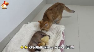 Утята и Цыплята - Кошки и котята, Собаки и щенята 352 Хвостики да Усики ❣️