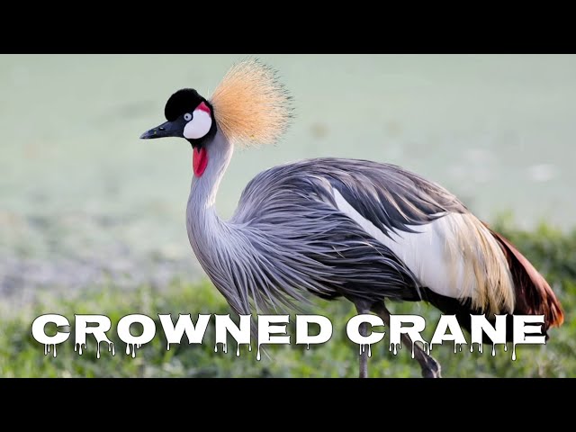 Grey crowned crane sound смотреть онлайн