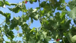 Пасынкование виноградного куста одновременно с чеканкой.