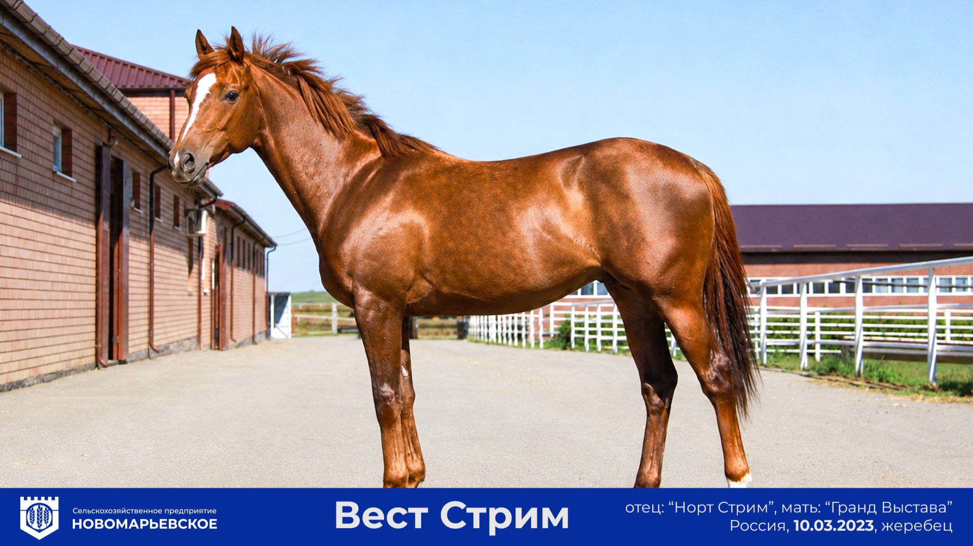 Вест Стрим, 2023 г.р. Продаётся молодой жеребец с перспективной родословной смотреть онлайн