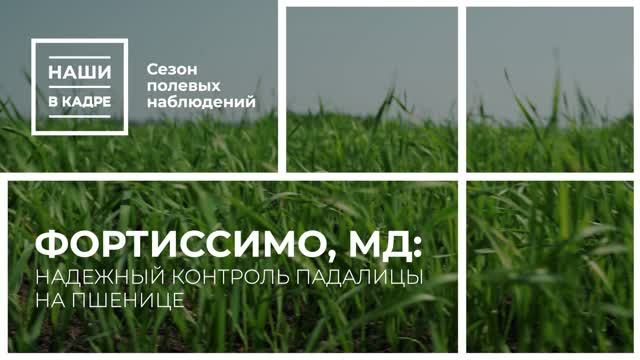 Фортиссимо, МД - контроль падалицы на пшенице