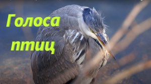 Голоса птиц с названиями  / Изучаем голоса птиц.