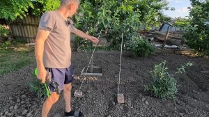 Как увеличить урожайность плодовых деревьев!