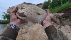 ЭТО НЕ ЛЕЩЬ, ЭТО ЧУДИЩЕ! Первый заброс донки и сразу трофей  🎣 РЫБАЛКА НА ОКЕ