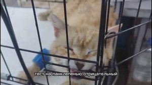Лечение бездомных животных