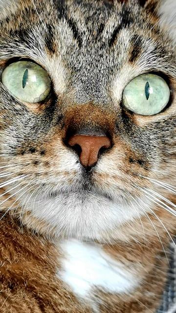 Вы не обязаны меня любить. Но я всё равно буду вас ждать 💔🐾🤍 смотреть онлайн