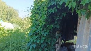 Убрала нарциссы, навожу порядочик