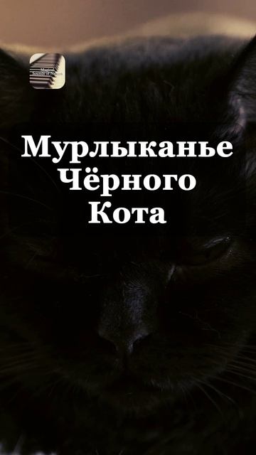 1 Час | Мурчание Чёрного Кота для Сна 😴😻😴