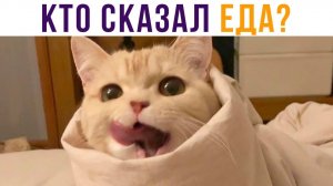 Кто сказал ЕДА?))) Приколы с котами