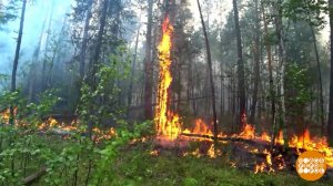 Воздушные огнеборцы, защитники леса. Доброе утро. Фрагмент выпуска от 07.07.2026
