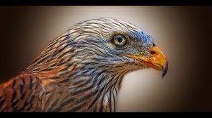Крик коршуна в дикой природе 🦅 Голоса хищных птиц — звуки природы для релаксации и атмосферы