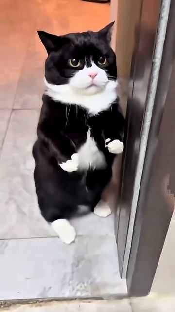 Лучшие моменты с кошками топ 10