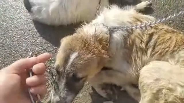 Мы В Идее Искупала Собак смотреть онлайн