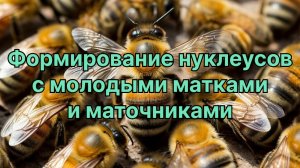 Формирование нуклеусов с молодыми матками 👑🐝