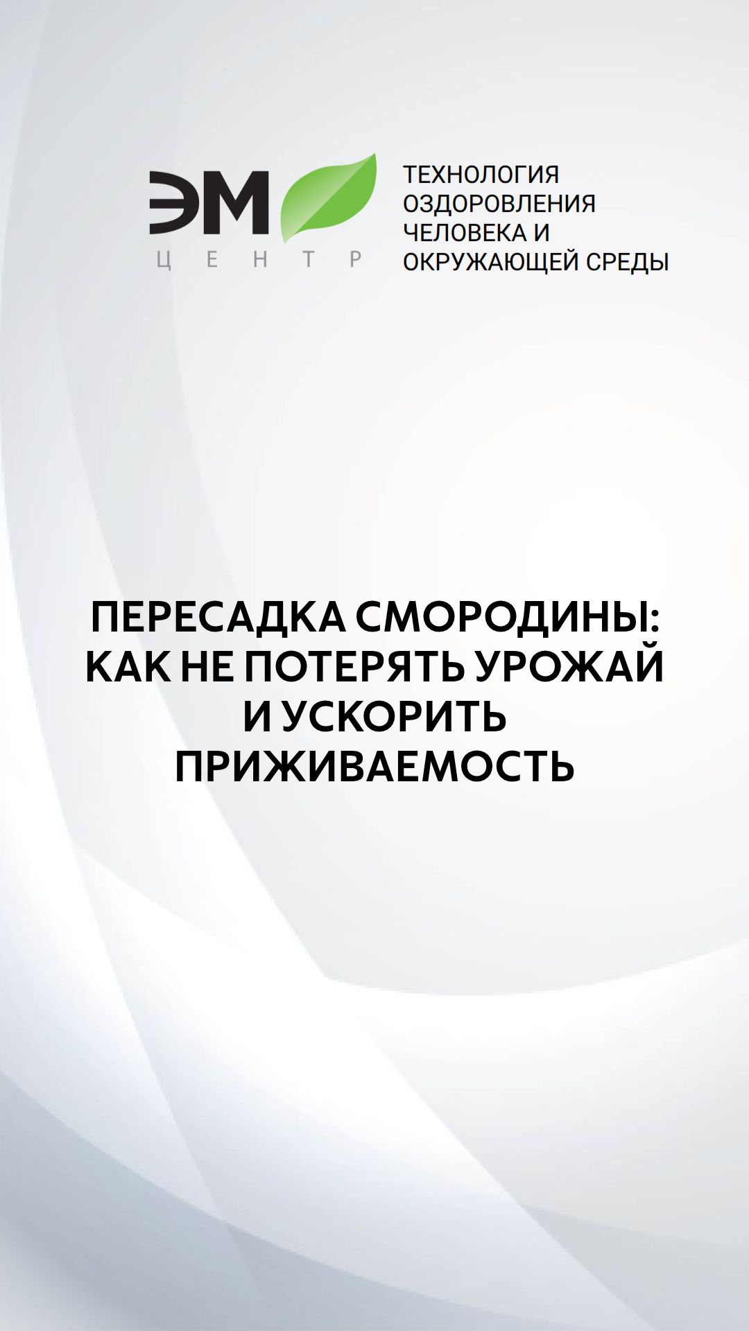 Как пересадить смородину
