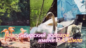 Новосибирский Зоопарк 2026